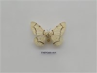 藏品(尺蛾225)的圖片